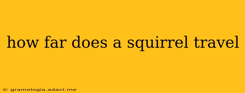 how far does a squirrel travel