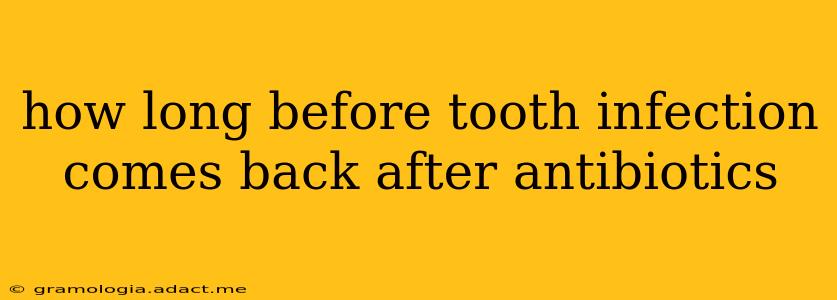 how long before tooth infection comes back after antibiotics