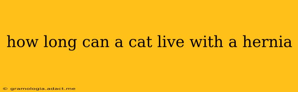 how long can a cat live with a hernia