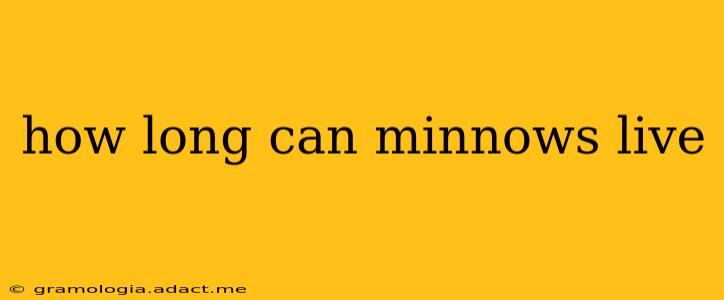 how long can minnows live