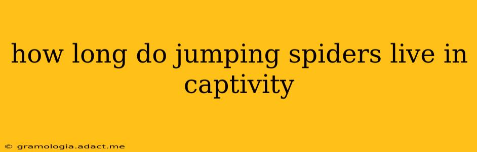 how long do jumping spiders live in captivity