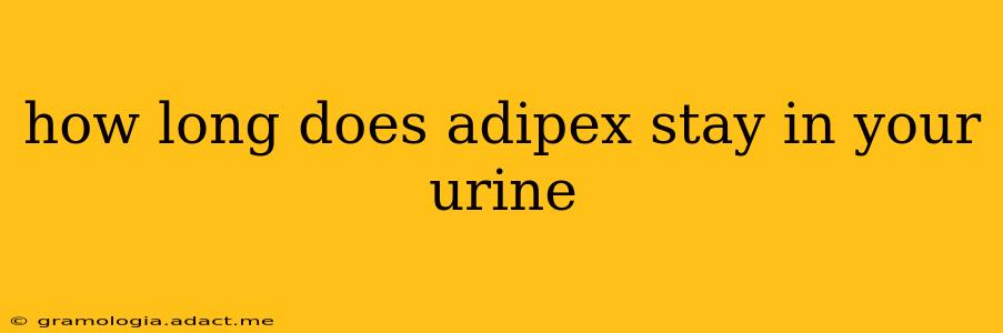 how long does adipex stay in your urine