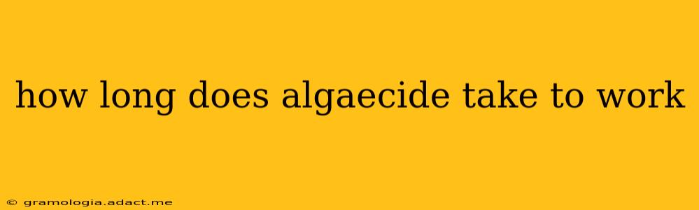 how long does algaecide take to work