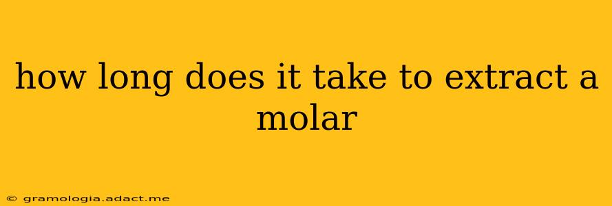 how long does it take to extract a molar