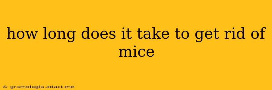 how long does it take to get rid of mice