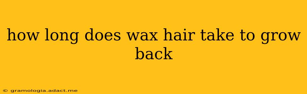 how long does wax hair take to grow back