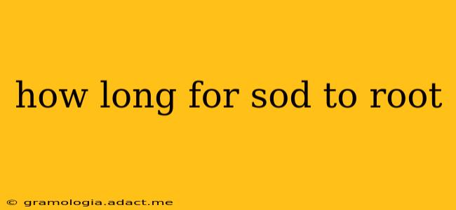 how long for sod to root