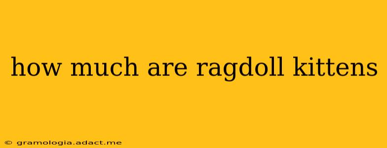 how much are ragdoll kittens