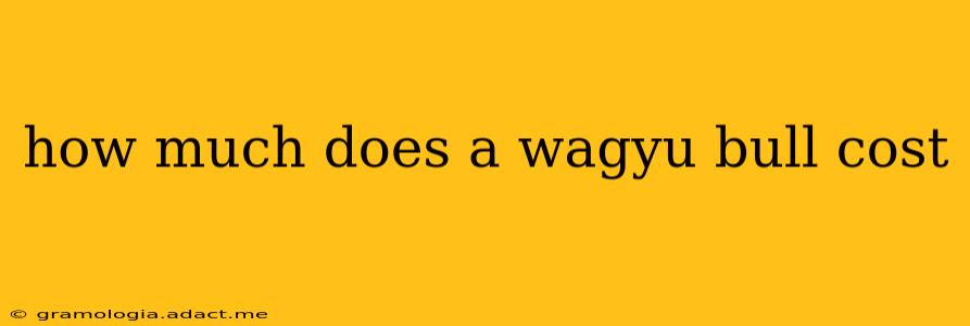 how much does a wagyu bull cost