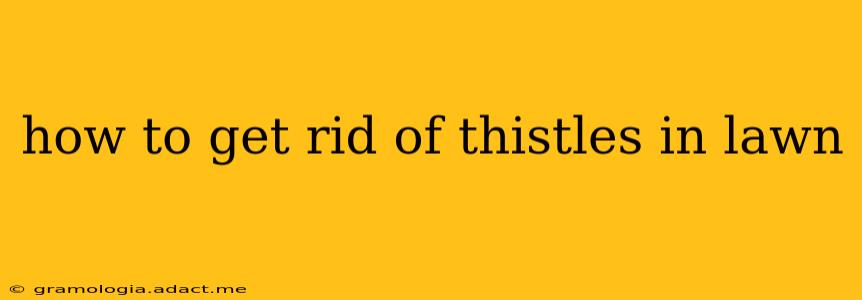 how to get rid of thistles in lawn