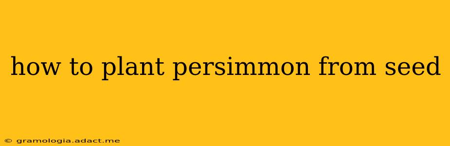 how to plant persimmon from seed