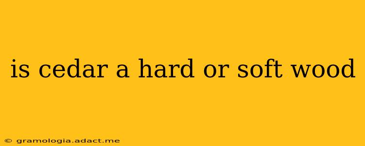 is cedar a hard or soft wood