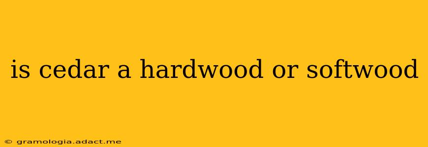 is cedar a hardwood or softwood