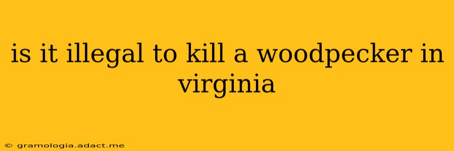 is it illegal to kill a woodpecker in virginia