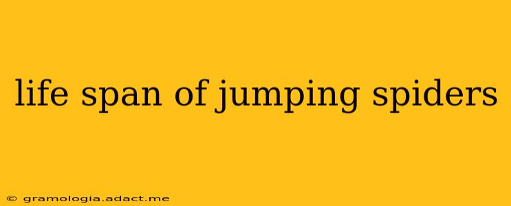 life span of jumping spiders