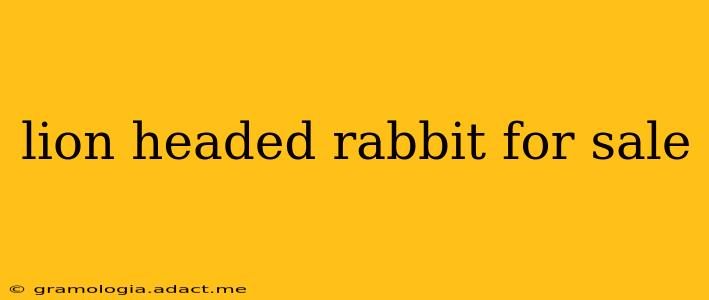 lion headed rabbit for sale