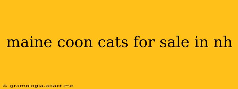 maine coon cats for sale in nh