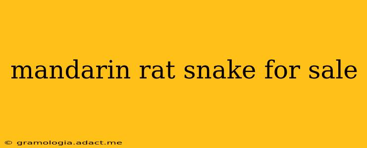 mandarin rat snake for sale