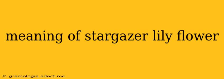 meaning of stargazer lily flower