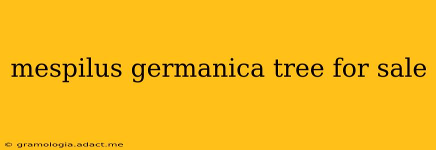 mespilus germanica tree for sale