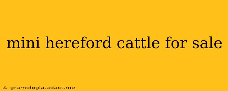 mini hereford cattle for sale