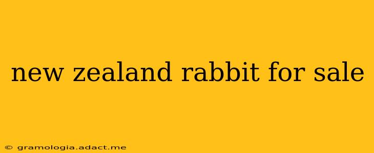 new zealand rabbit for sale