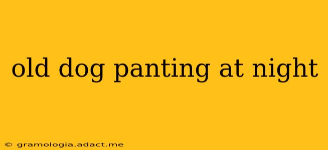 old dog panting at night