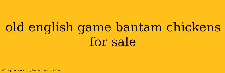 old english game bantam chickens for sale
