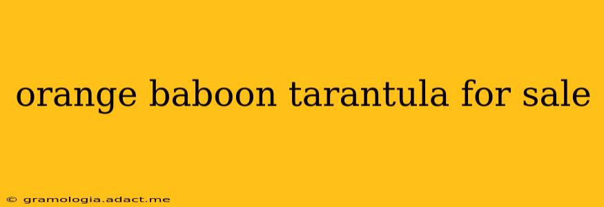 orange baboon tarantula for sale