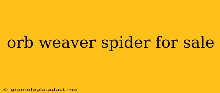 orb weaver spider for sale
