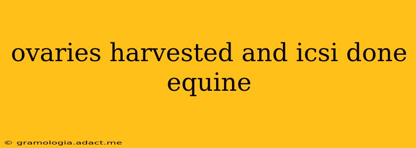 ovaries harvested and icsi done equine