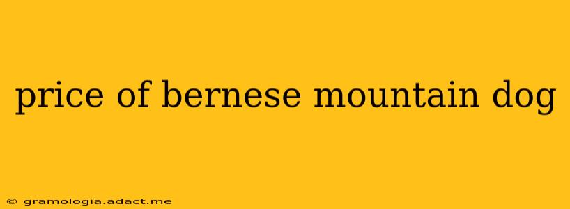 price of bernese mountain dog
