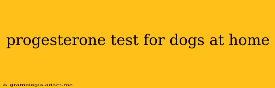 progesterone test for dogs at home
