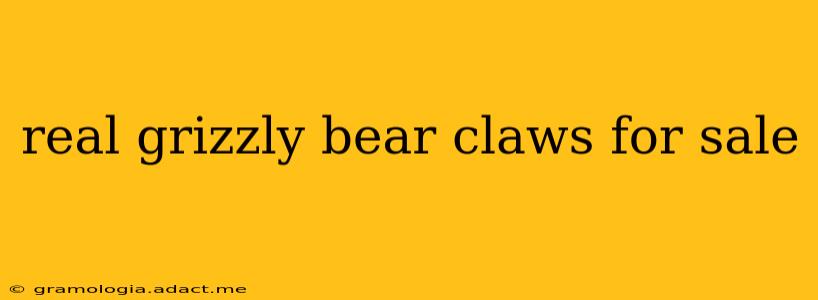 real grizzly bear claws for sale