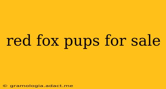 red fox pups for sale