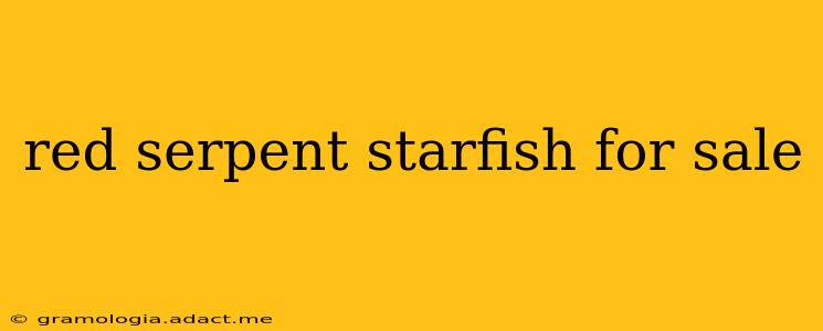 red serpent starfish for sale
