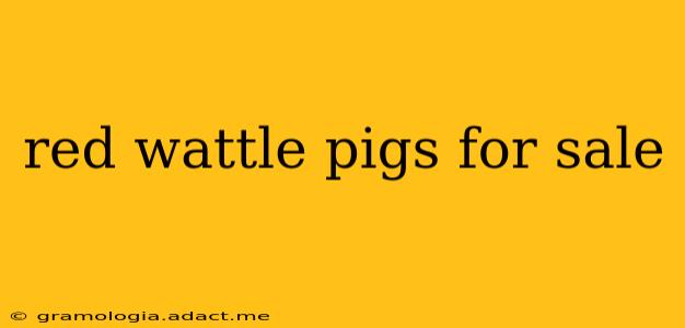 red wattle pigs for sale