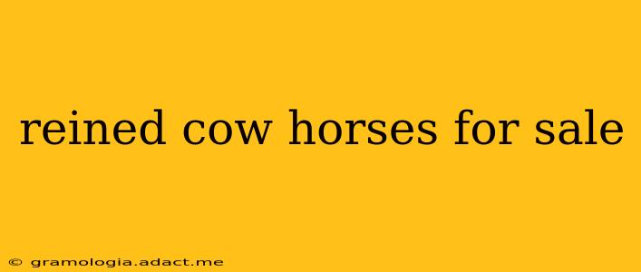 reined cow horses for sale