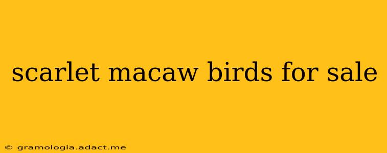 scarlet macaw birds for sale