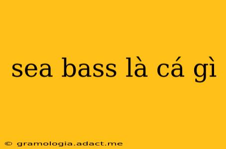sea bass là cá gì