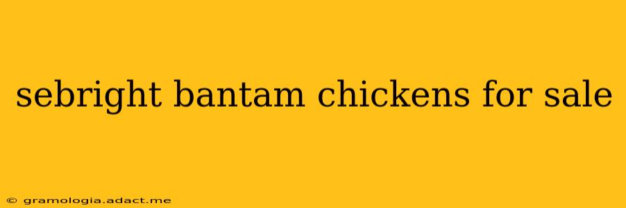 sebright bantam chickens for sale