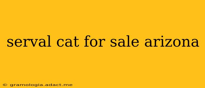 serval cat for sale arizona