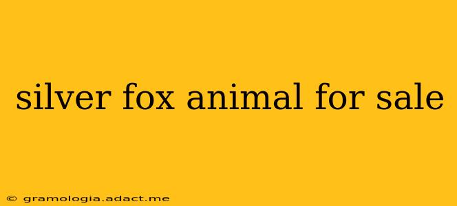 silver fox animal for sale