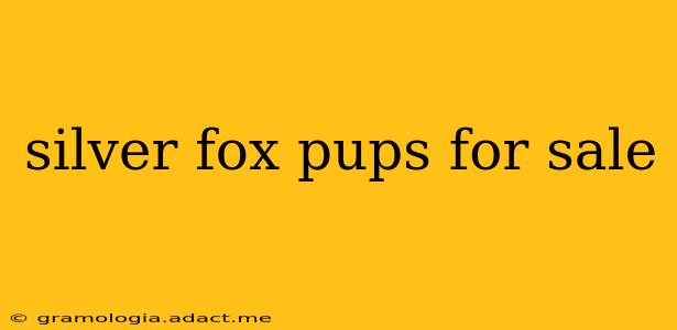 silver fox pups for sale