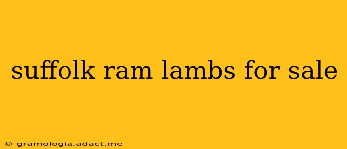 suffolk ram lambs for sale