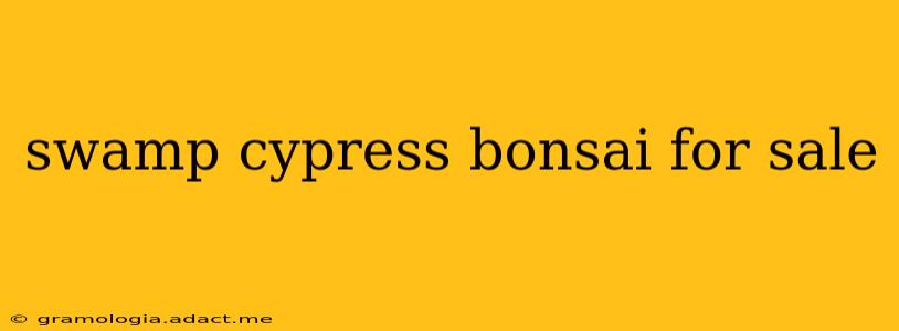 swamp cypress bonsai for sale