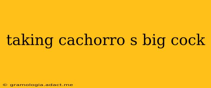 taking cachorro s big cock taking cachorro s big cock