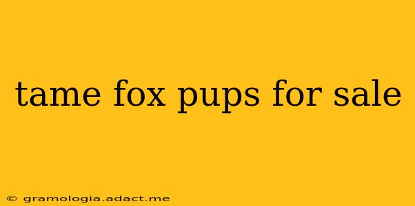 tame fox pups for sale