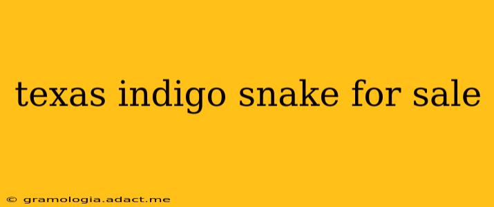texas indigo snake for sale