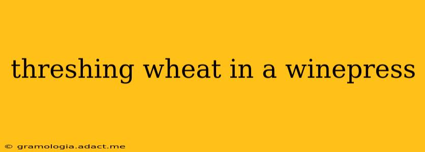 threshing wheat in a winepress